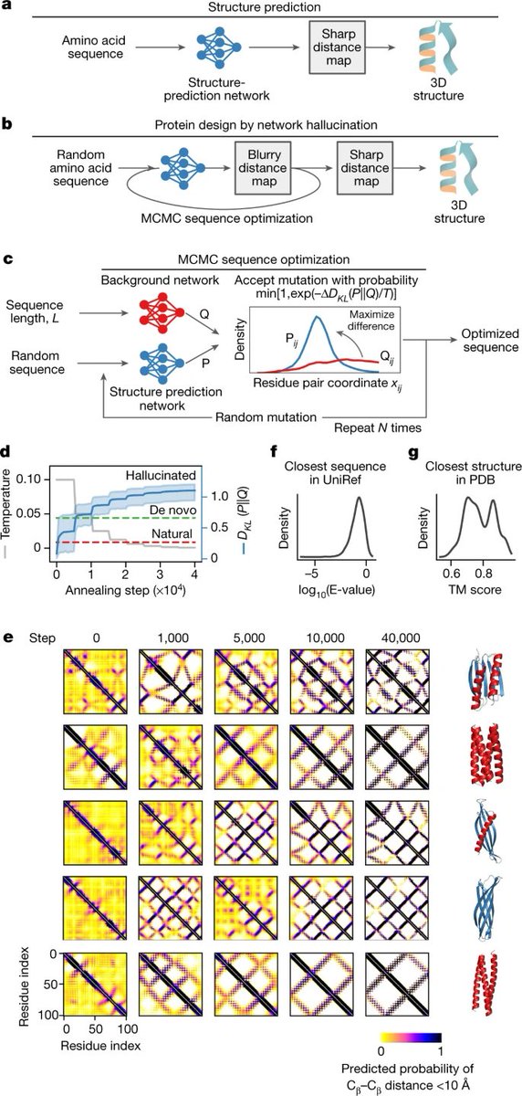 KevinKaichuang's tweet photo. Hallucinate new proteins by using MCMC in sequence space to maximize the sharpness of trRosetta predictions. Now with experimental validation!

Ivan Anishchenko ... @sokrypton ... David Baker

https://t.co/flQ1ssgf56 https://t.co/n6zgaLDTW0