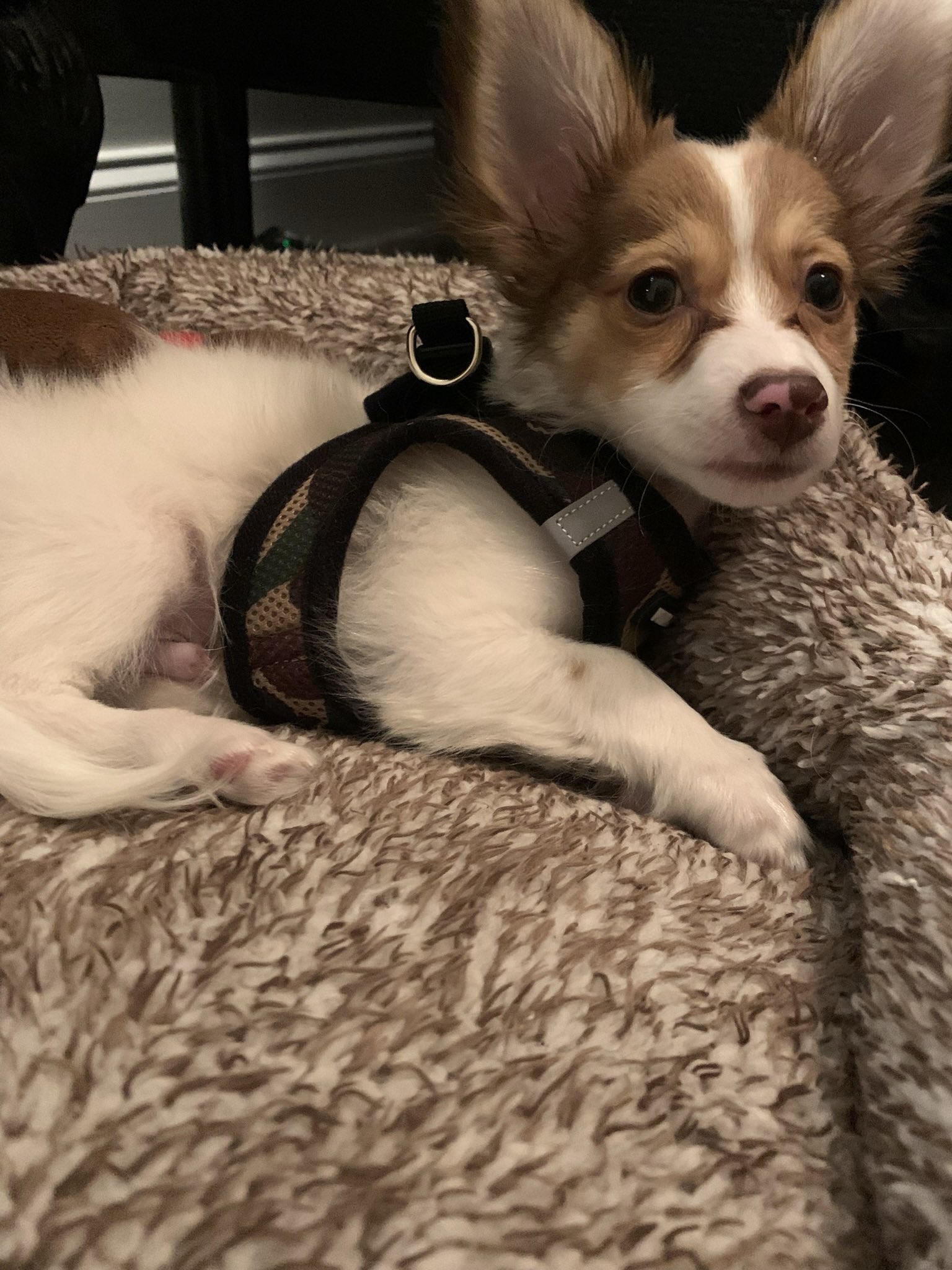 Arf hotsell dog rescue