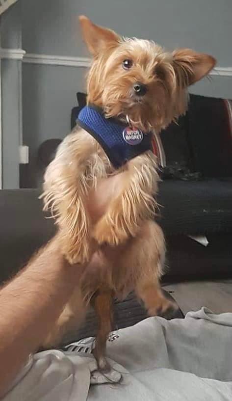 rosiedoc666's tweet photo. ❗️HAVE YOU SEEN LOKI?
❗️DO YOU HAVE HIM SAFE?

Loki Neutered and chipped
His details are NOT transferable….

Loki belongs to a young boy with #Autism who is absolutely heartbroken and needs him home
#Swansea 
#Bonymaen 25/11/21 

https://t.co/1f1ne70iqv
 @MissingPetsGB @bs2510 https://t.co/thdhCWaJ54