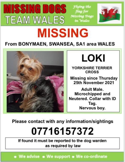 rosiedoc666's tweet photo. ❗️HAVE YOU SEEN LOKI?
❗️DO YOU HAVE HIM SAFE?

Loki Neutered and chipped
His details are NOT transferable….

Loki belongs to a young boy with #Autism who is absolutely heartbroken and needs him home
#Swansea 
#Bonymaen 25/11/21 

https://t.co/1f1ne70iqv
 @MissingPetsGB @bs2510 https://t.co/thdhCWaJ54