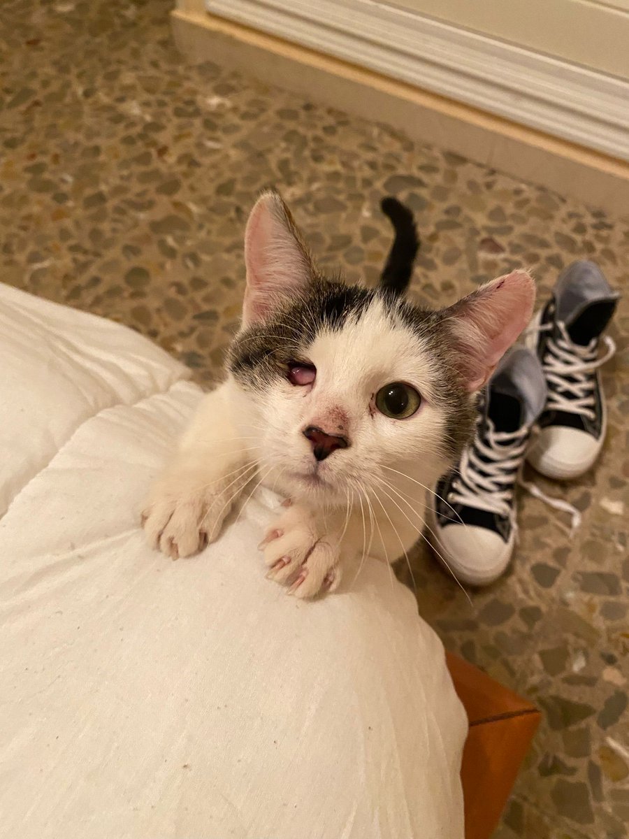 Ashelot142's tweet photo. Se busca hogar para este gatito macho de la calle, castrado ya de 7 meses. Se encuentra en la zona de Alcázar pero se lleva a donde sea. Es súper cariñoso. Un RT no cuesta nada, muchas gracias. https://t.co/2bOhfliS8m