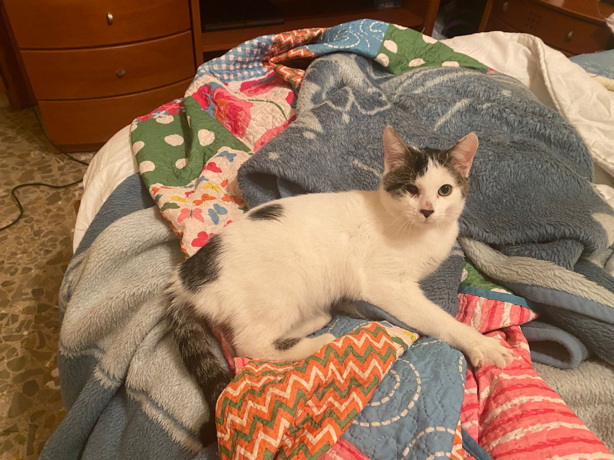 Ashelot142's tweet photo. Se busca hogar para este gatito macho de la calle, castrado ya de 7 meses. Se encuentra en la zona de Alcázar pero se lleva a donde sea. Es súper cariñoso. Un RT no cuesta nada, muchas gracias. https://t.co/2bOhfliS8m