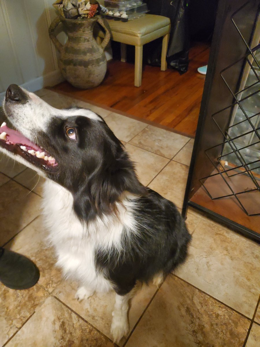 blxgaming's tweet photo. @dog_rates This is Winston he's just a good boi https://t.co/8UGC3tYOG3