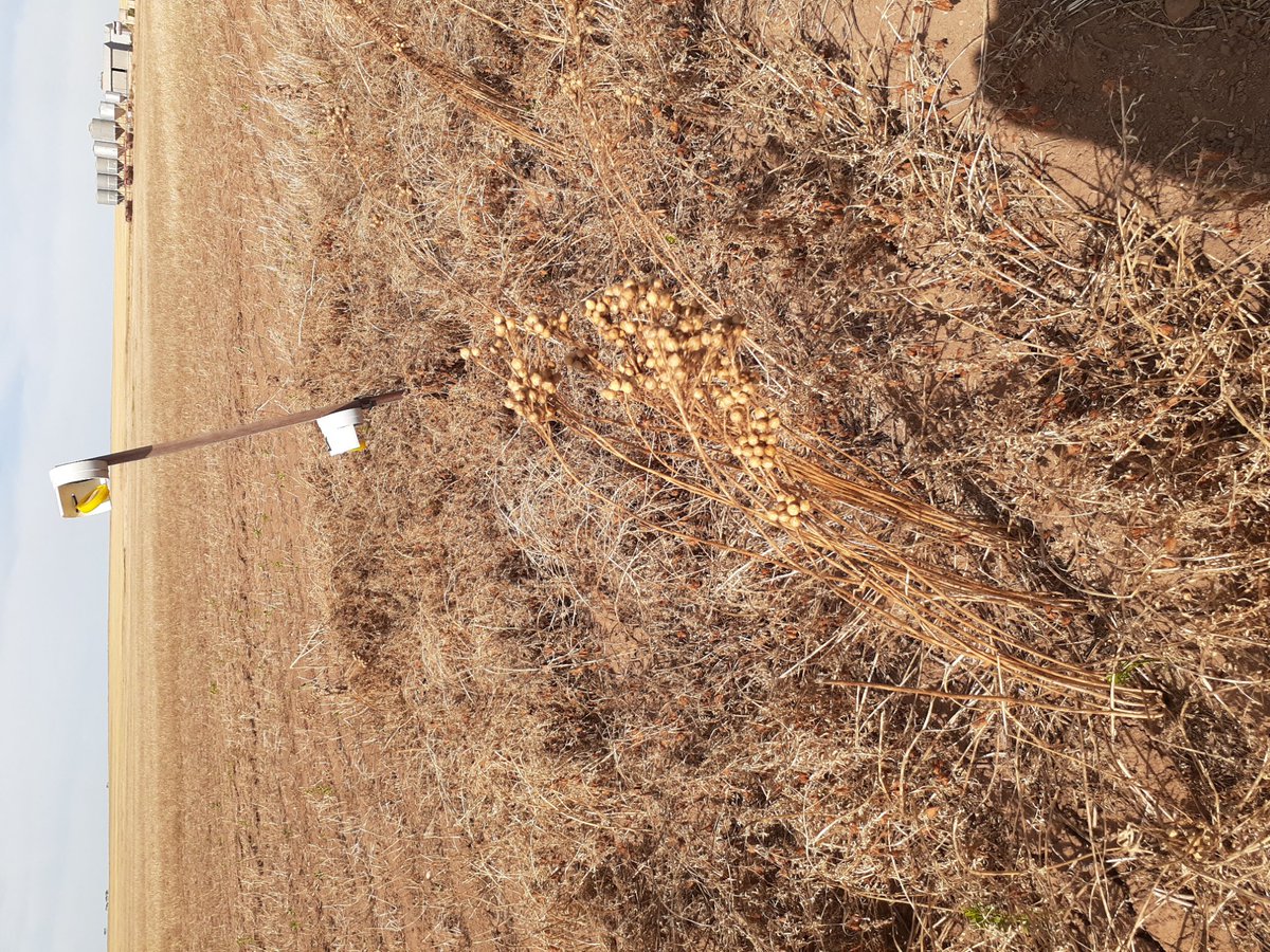 PennyRo25927708's tweet photo. Taking final paddock samples and assessments for intercropping focus paddocks @SANoTill, final results to come in January #IntercroppingIsFun @SA_PIRSA #SARDIscience https://t.co/QoL0FxzUsx