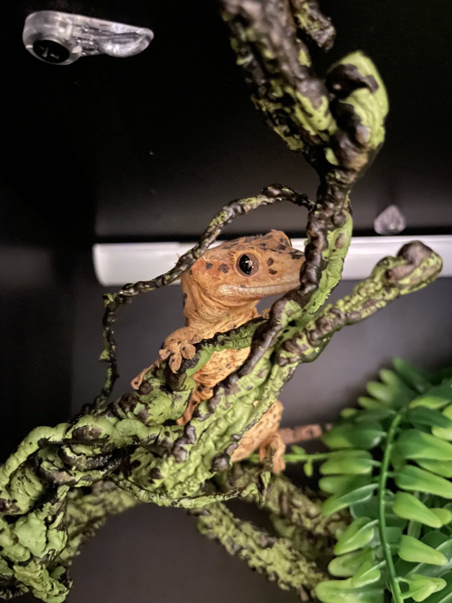 LAFinGeckos's tweet photo. 🦎 I see you 👁
#crestedgecko #superdalmatiancrestedgecko
#superdalmatian #superdal
#crestedgeckodalspots
#crestedgeckolove #crestedgeckomorph
#superdalmatiangecko
#crestie #cresties
#lafingeckos https://t.co/0uVzs72lk8