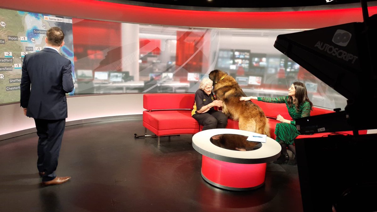 When they said we had a dog in the studio.. I didn’t expect it to be quite so big!! <a href="/Hudsonweather/">Paul Hudson</a> casually carrying on with his forecast while “Carnage” takes over the sofa! <a href="/BBCLookNorth/">BBC Yorkshire</a>