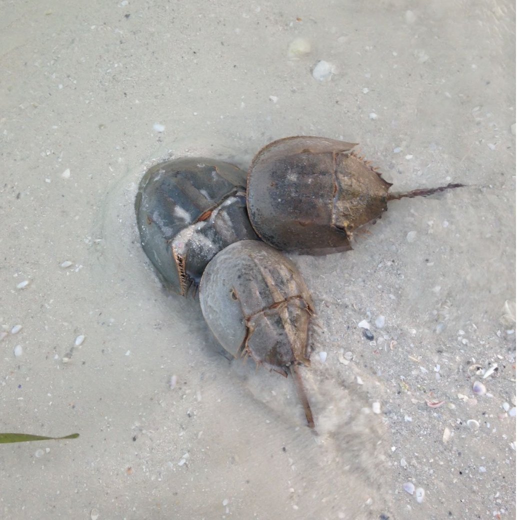 FOLKStweets's tweet photo. Happy Wildlife Wednesday! Here are some photos of some of the animals you might see during your visit at Lovers Key State Park! https://t.co/cUZkAmpFbH