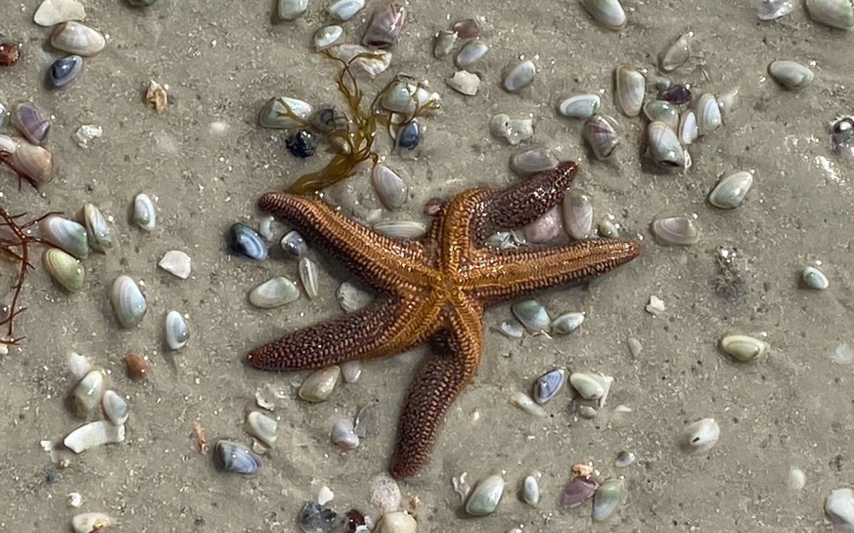 FOLKStweets's tweet photo. Happy Wildlife Wednesday! Here are some photos of some of the animals you might see during your visit at Lovers Key State Park! https://t.co/cUZkAmpFbH