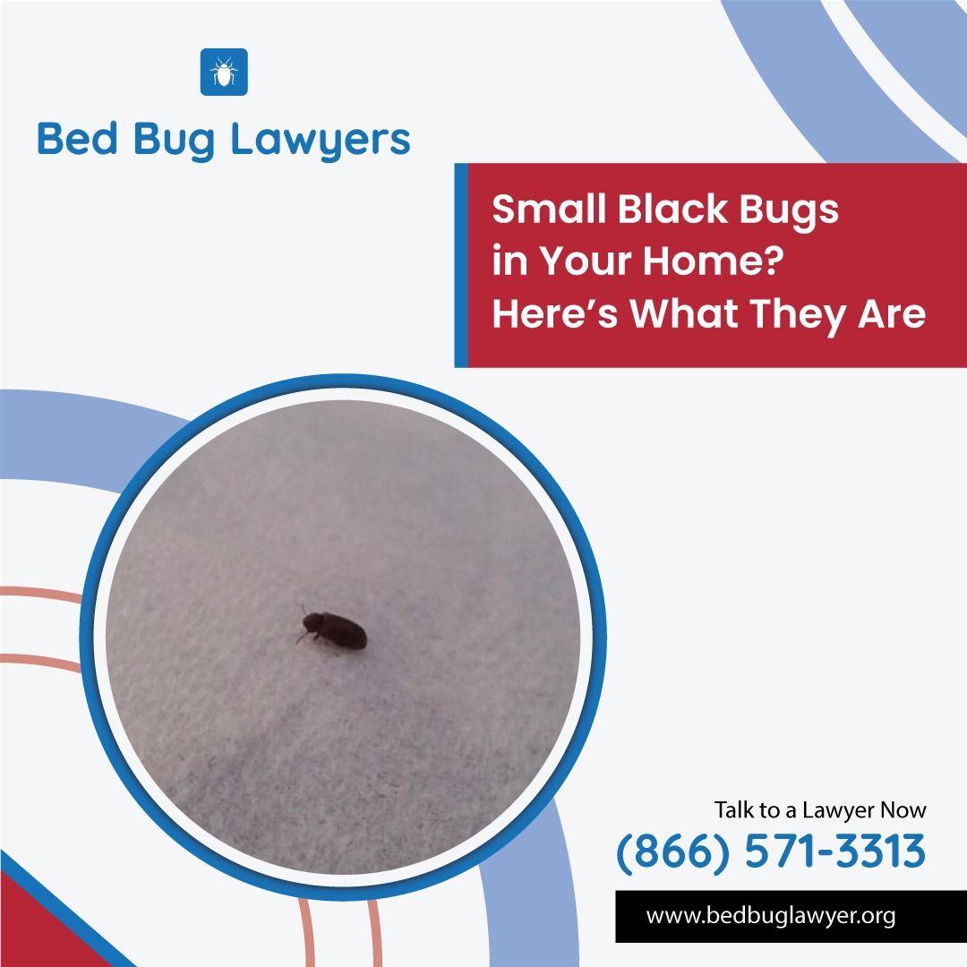 BedBugLawExpert's tweet photo. Do you have tiny black bugs in your bed or bedroom? Can you identify them? Don't worry! In this article, we will explain exactly what those tiny insects are and if you should be worried about them or not. Click to learn more: https://t.co/X8FGaCPHSs

#bedbuglawyers #bedbugs https://t.co/eUXXM6toIR