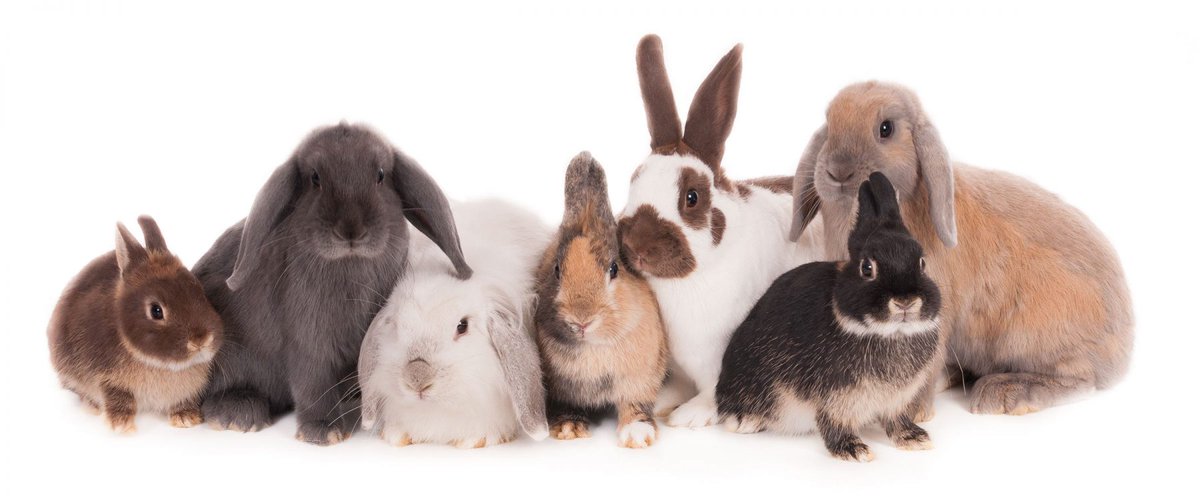 Hello everyone! Due to vacation coming up, I will not be streaming again until Monday the 6th. I will have my #Christmas overlay up and going. I hope to see my Floof Federation there! 🐇 #smallstreamer #Vtuber #ENVtuber #twitchstreamer #growtogether