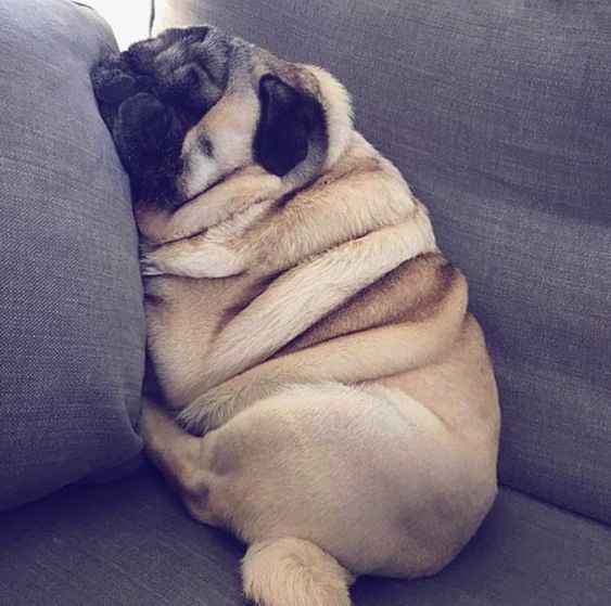 chugs_cd's tweet photo. Those folds! My gosh!!!
FB: @chugscd
IG: @chugs_cd
TW: @chugs_cd
#adoptdontbuy #adopt #rescue #foster #share #chugdog #chug #chugs #chugsofinstagram #chihuahua #pug #dogstagram #dogoftheday #dog #pet #animal #cute #happy #love #pictures #follow https://t.co/GKd6mlniuE