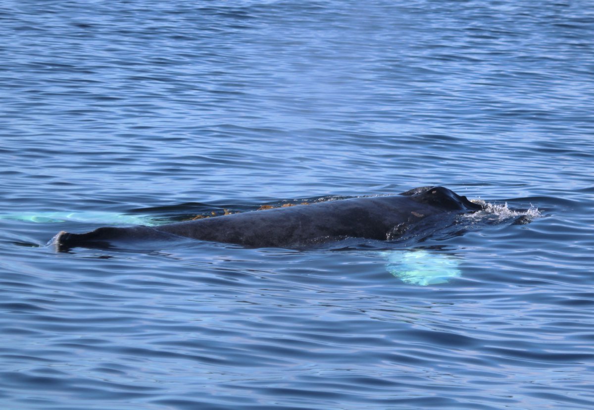 SDWhaleWatch's tweet photo. The Humpback whale gets its name from the big hump on its back. But the scientific name is Megaptera novaeangliae which means "big-winged New England". which refers to the whale's long pectoral flippers that can be 1/3 of their body length. 

📷Naturalist Vanessa

#sdwhalewatch https://t.co/T074LT9QNc
