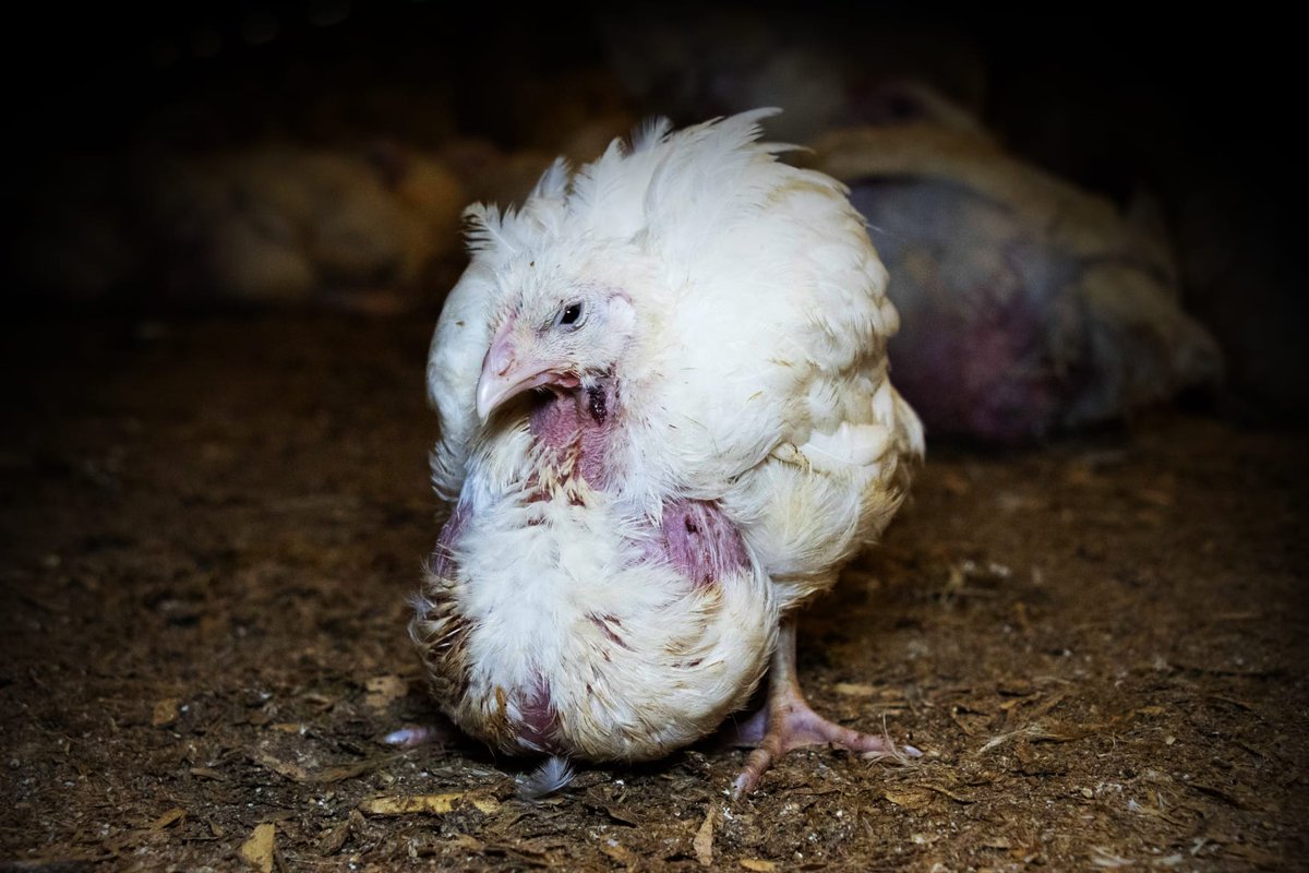 ChrisGPackham's tweet photo. Please help ! Animal charity @OpenCagesUK does vital work for chickens . Their investigations have opened my eyes to the cruel reality these poor birds face , and they need support . Please help them continue by becoming a monthly supporter today : https://t.co/SfRABWzxEt https://t.co/F13N5odM05