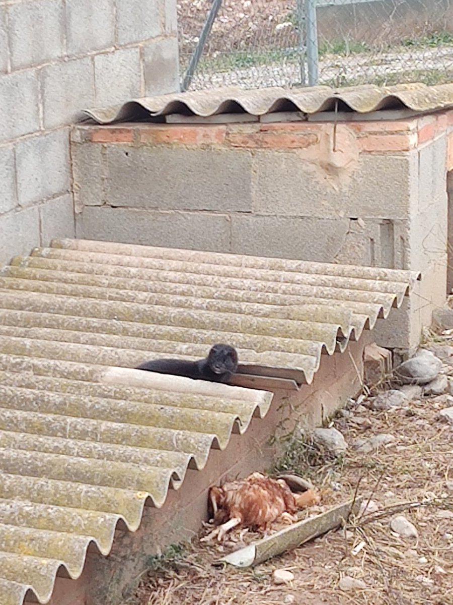 elsousdeloriol's tweet photo. Problemes de tenir espècies invasores i de tenir la granja al costat d'un riu...

Que hem de fer amb aquests animals? Avui per sort l'he enganxat a temps i només n'ha matat una.. https://t.co/snjJzF6wz4