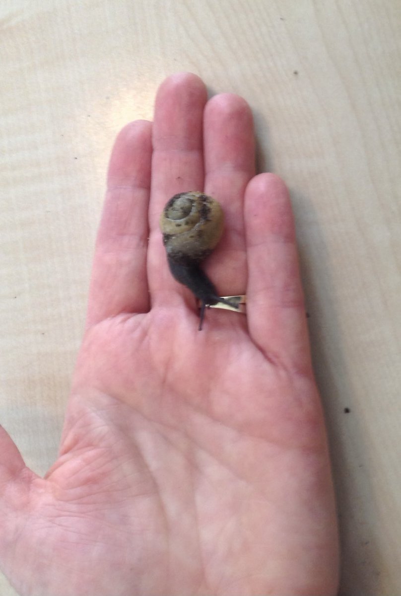 wielekar16's tweet photo. Bedankt #JannekeHagenaar voor jou inspiratie☘️ Verbindingen maken naar natuurervaringen opdoen voor kids en collega’s ( een kleine greep, een klein gebaar terug) #groencement voor iedereen☘️ https://t.co/lSkhiQwDnN