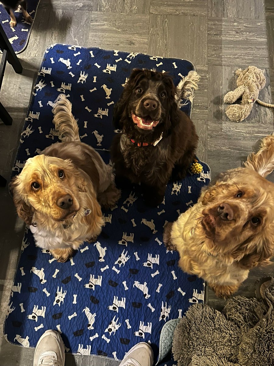 AndyGoodman12's tweet photo. @RealPOGDogs tonight Paul said about 2 pedigree dogs as double trouble. Meet triple trouble, they as better than buttered sliced bread https://t.co/2AP0bhj07Y