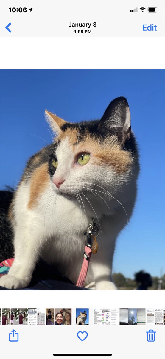 MambBasu's tweet photo. #KittensOfTwitter
The #Queen of everything I survey!
Blue skies and Alice’s beautiful eyes. https://t.co/3IU6FjFpxS