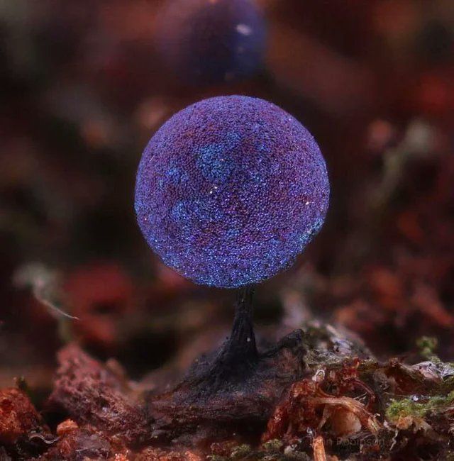 The Amethyst Mushroom Looks Like It Could Contain The Entire Galaxy! 
 by Anuomni