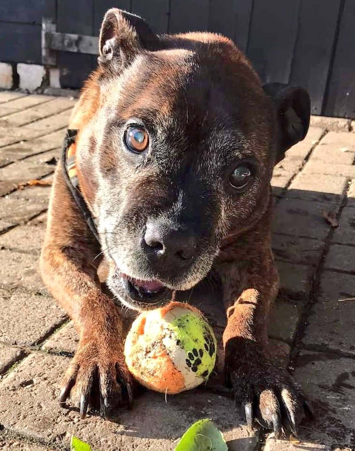 SeniorStaffy's tweet photo. A plea from our Worcester Kennel Manager this evening Staffy Lovers....
"Could we please give Daisy a push for the next few days, she's not had any new applications 😢
Ita getting really cold in kennels &amp; at 13, I'd love to get her in her forever home before Christmas. Thank you" https://t.co/1En4WTBbLE