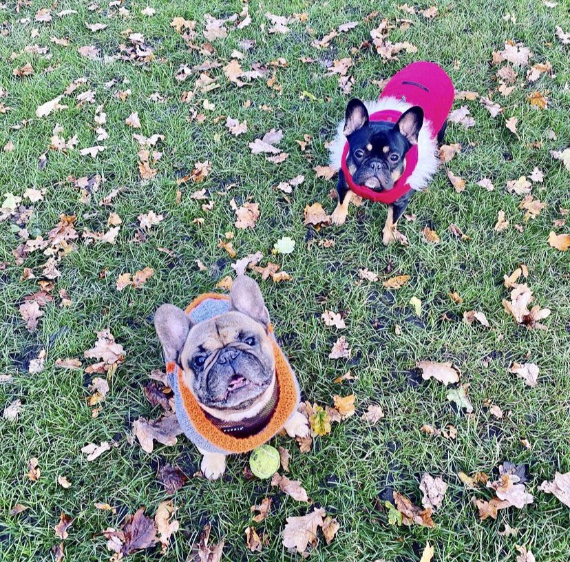 balhamnewsie's tweet photo. #DogsOfTootingCommon Happy 1st of December! These two local pups @monty_andgus (Instagram) are dressed for the winter season! #Balham #TootingCommon https://t.co/xAAkIxnPcd