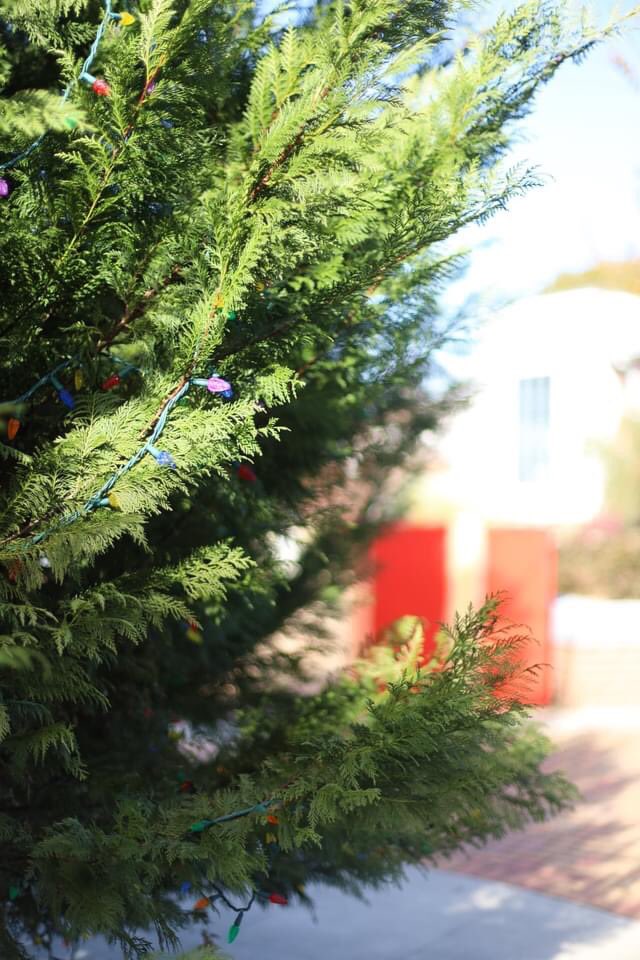 JonesCollege_'s tweet photo. Take a sneak peek of tomorrow night's celebration, "A Jones College Christmas!" We look forward to kicking-off the Christmas season together! Learn more at https://t.co/UvsAV7bCJQ. See you there! #AJonesCollegeChristmas #JCFall #JonesFamily https://t.co/AgMM0YMlNF