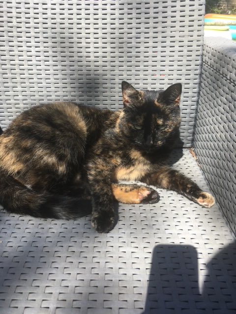 WalkingMunro's tweet photo. Missing from Walker Close Formby since Monday.  
She is a friendly cat, whose name is Boots or Bootsie and is brown and black tortoiseshell. She doesn’t normally venture far but please could you check your gardens, sheds and garages in case she is trapped somewhere. Thank you https://t.co/kcOum99Yo0