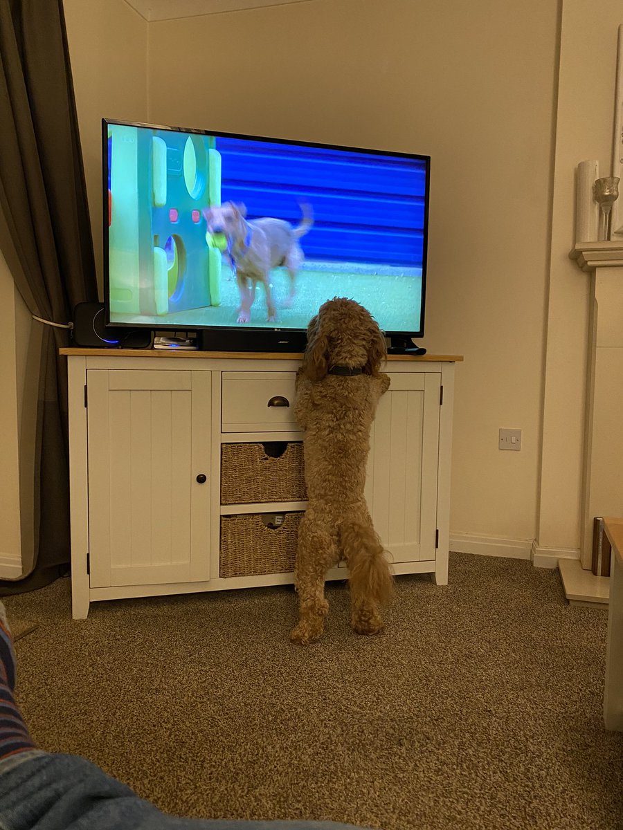 JasonLew1s's tweet photo. @RealPOGDogs Milo loves your show 😂, so do I . You do a fantastic job #battersea #fortheloveofdogs  #cockerpoo https://t.co/rTkDWq5nKt