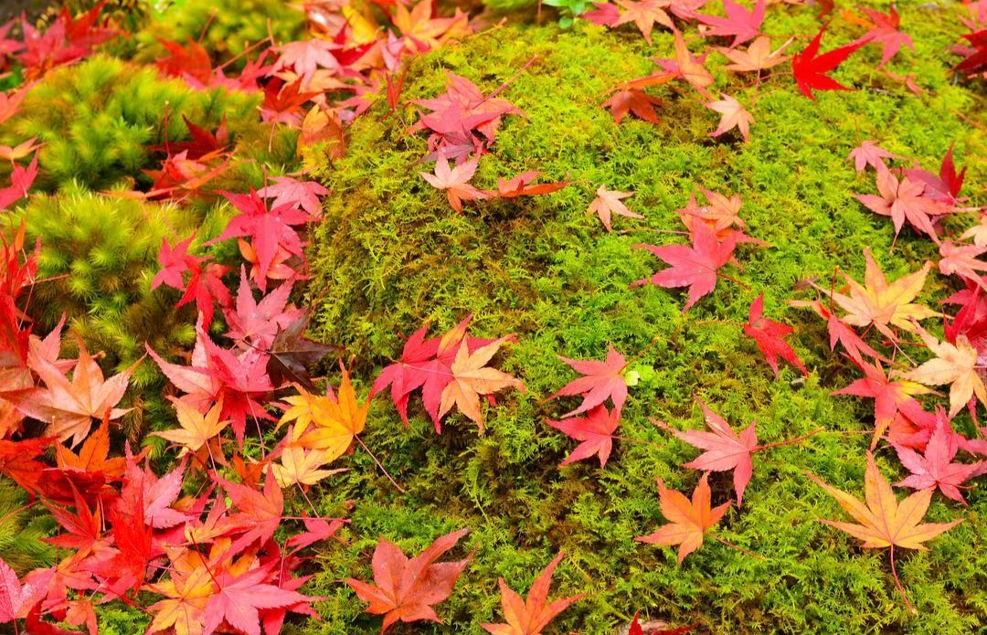 mako49893210's tweet photo. おはようございます🍁

素敵な１日を。。。 https://t.co/bfx0dB7N8J