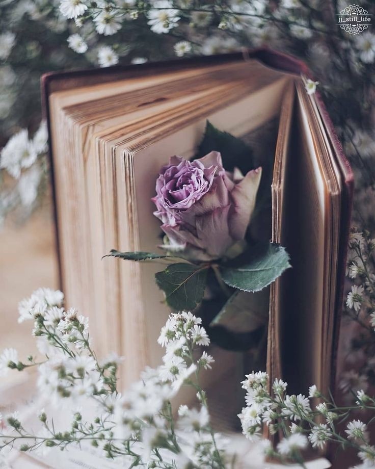 ToshaYMiller's tweet photo. #booklover #amreading #readersread https://t.co/B1aLQ0wrN8