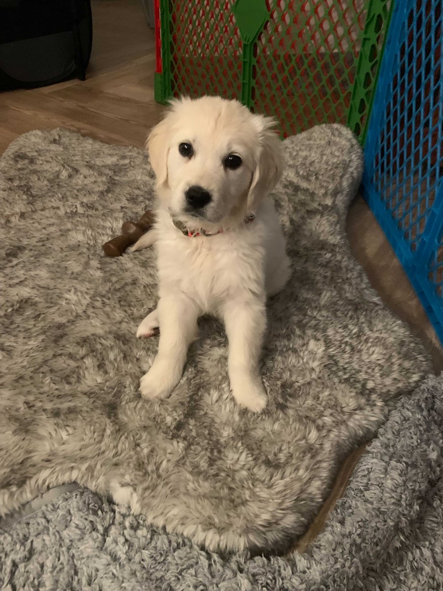 Betterworks's tweet photo. In a virtual conference arena, #bark happens! Here's a photo of our star interrupter, our own Caitlin Collins' sweet pup. 

Now we turn the camera to you, show us your bark! What cute pets of yours have interrupted a conference call or presentation? We want to see! #EmpowerHR https://t.co/mKiYetLZsi