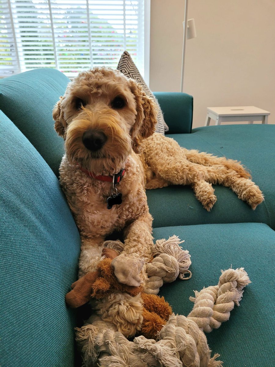 DeRavissante's tweet photo. Lieve Goldendoodle Wally zoekt nieuwe eigenaar. 

RT = lief. 

Lees de adoptie tekst goed voor je reageert als je interesse hebt!!!!!

https://t.co/gKekWEDg9J https://t.co/XtF0xRGlx3