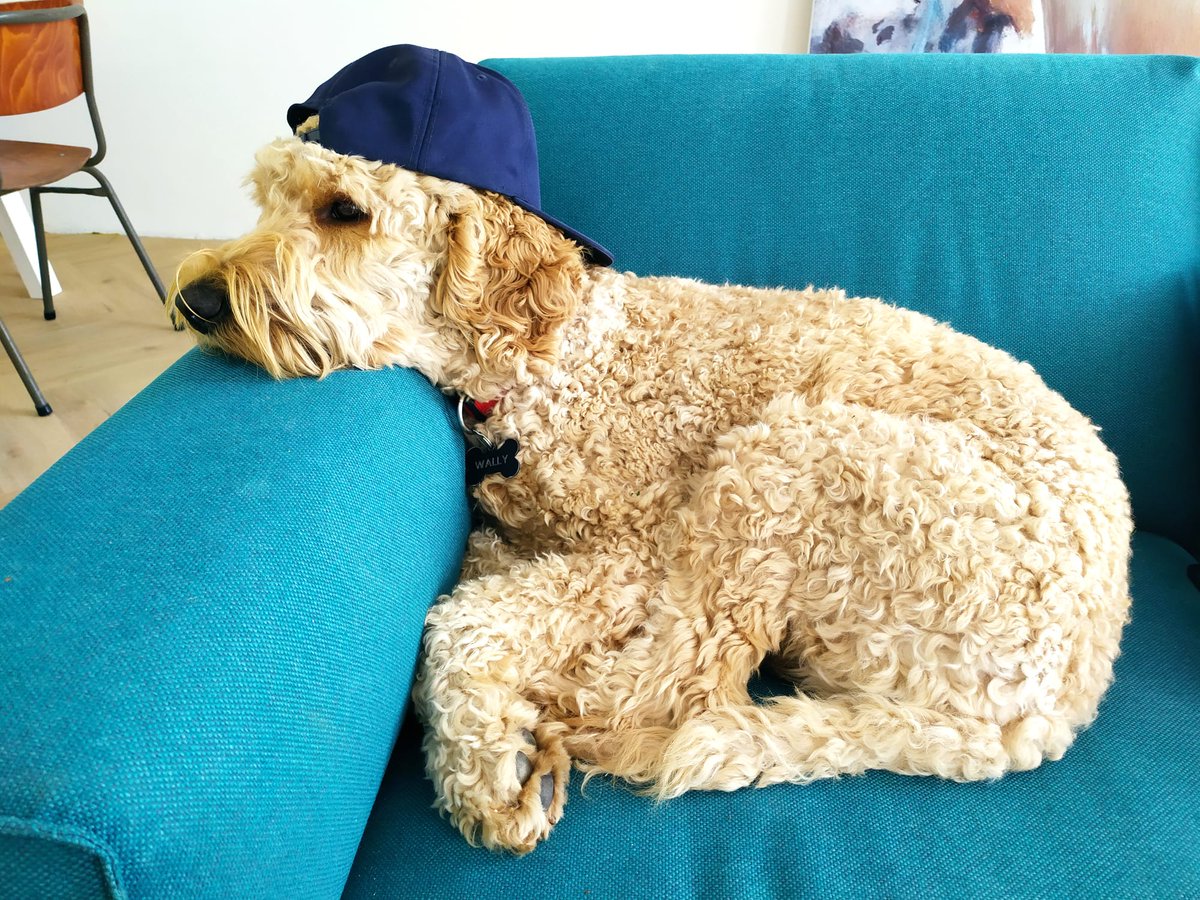 DeRavissante's tweet photo. Lieve Goldendoodle Wally zoekt nieuwe eigenaar. 

RT = lief. 

Lees de adoptie tekst goed voor je reageert als je interesse hebt!!!!!

https://t.co/gKekWEDg9J https://t.co/XtF0xRGlx3