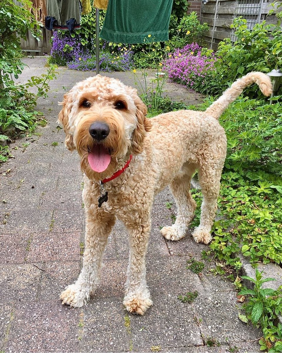 DeRavissante's tweet photo. Lieve Goldendoodle Wally zoekt nieuwe eigenaar. 

RT = lief. 

Lees de adoptie tekst goed voor je reageert als je interesse hebt!!!!!

https://t.co/gKekWEDg9J https://t.co/XtF0xRGlx3