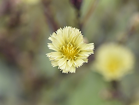 zauberkraft1208's tweet photo. 葉が紫色のサニーレタスの花です…(^^)v
花茎がにょきにょきと伸び、その先に黄色い花がたくさん咲きます。。。
そして花が終わった後はタンポポのように綿毛の付いたタネが出来ます…(^_^;)
#野菜の花
#Flowers 
#SunnyLettuce https://t.co/DXtmUW4KGh