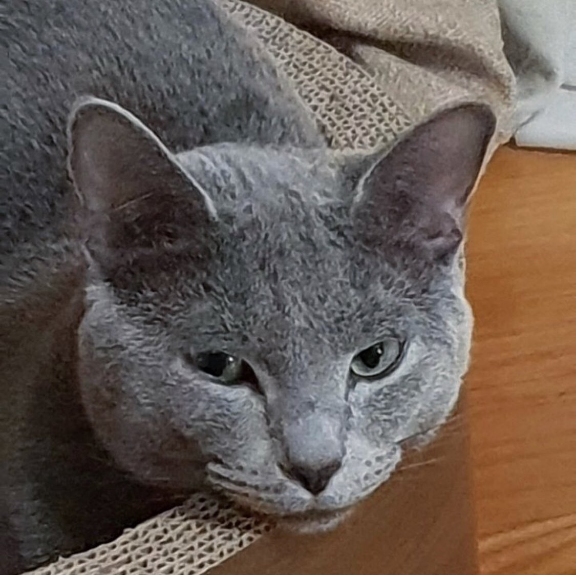 uwoonjae's tweet photo. @livelyihyun What program do you want me to join? show me the money? street man gang fighter? OFC. lemme call my cat, namu ami tabul namu 이리 와라. Tabul is the white one, she's the most cutest but she is afraid of many things like a stranger. and for ami tabul, they're twins! https://t.co/ItFO8J6kP3