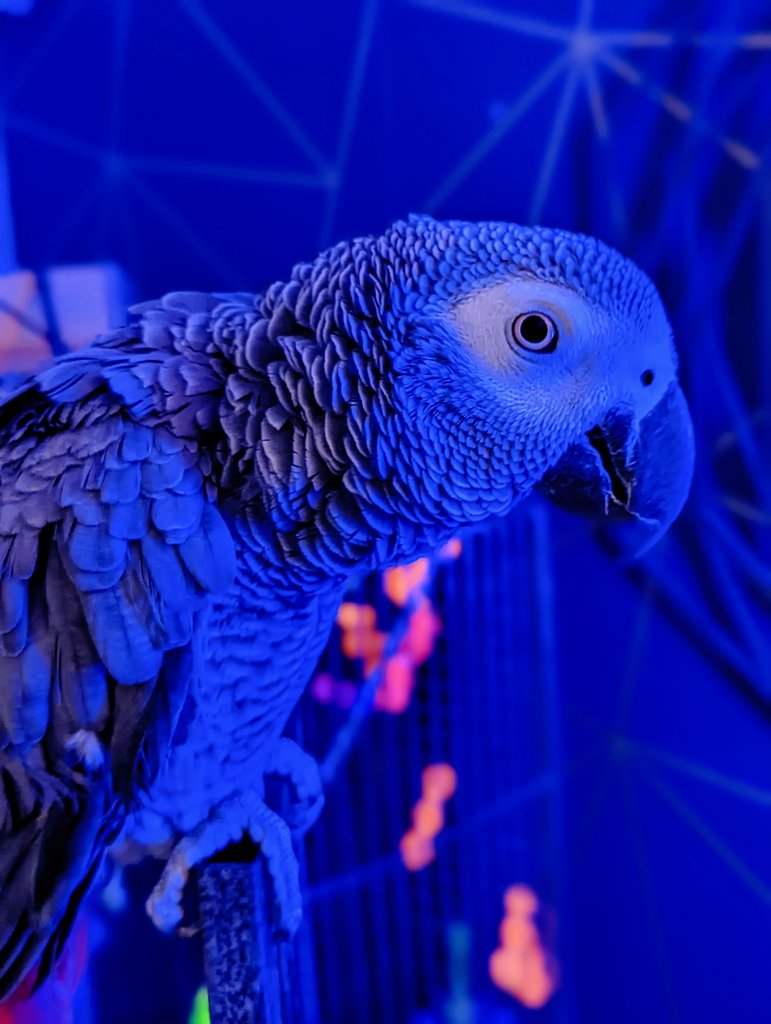 MrDJPorter's tweet photo. @madebygoogle What about birbs 🐦 #Pixel6Pro #teampixel  @madebygoogle https://t.co/XsJV5TvkHo