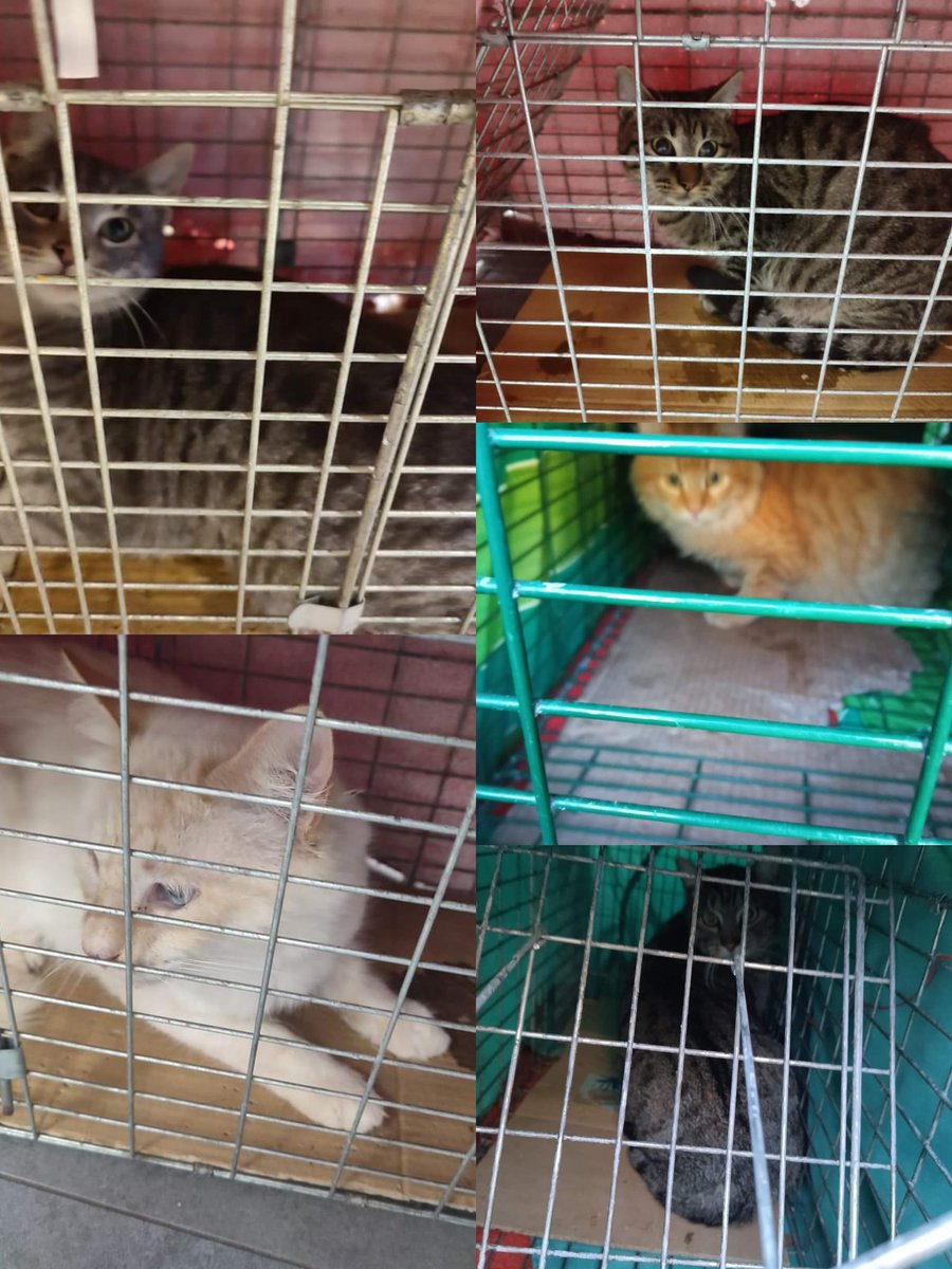 torrecatsocial's tweet photo. 😺 ESTERILITZACIONS de novembre! 10 mascles, 9 femelles, i...molta paciència! Captura,Esterilització i Retorn; la gestió ètica de control de colònies felines 💪💪
#Torredembarra #Torrecat #CER #esterilitza #gatsdecarrer https://t.co/csFB9sTjD8