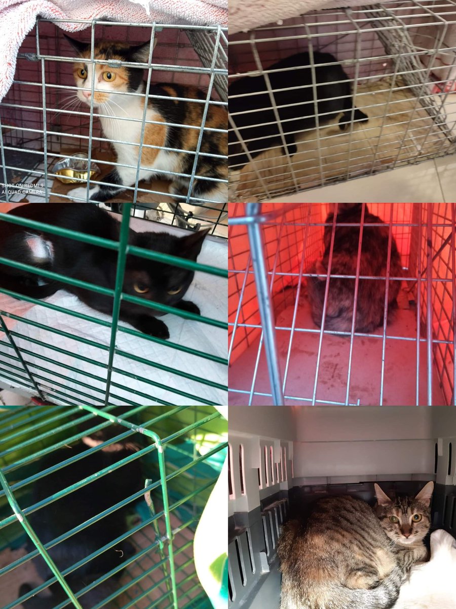 torrecatsocial's tweet photo. 😺 ESTERILITZACIONS de novembre! 10 mascles, 9 femelles, i...molta paciència! Captura,Esterilització i Retorn; la gestió ètica de control de colònies felines 💪💪
#Torredembarra #Torrecat #CER #esterilitza #gatsdecarrer https://t.co/csFB9sTjD8