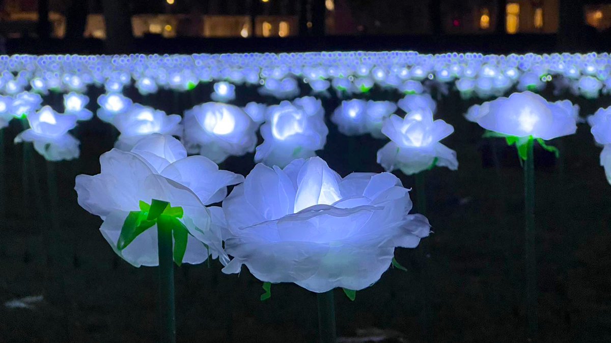 FranVitale27's tweet photo. What a special evening at the launch of the #EverAfterGarden in Grosvenor Square. A beautiful space &amp; tribute to loved ones we have lost. Dedicate a rose at the garden or online &amp; support the wonderful @royalmarsden this December 🙏🌟🌹 #EverAfterGarden https://t.co/KxZxgPchdW https://t.co/y3ZkBgxfQy