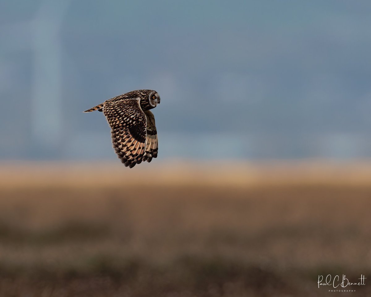 One or two from a recent trip into the great British countryside with the enigmatic Short Eared Owl !!!
#owls #shortearedowl #springwatch #BBCWildlifePOTD <a href="/BBCSpringwatch/">BBC Springwatch</a> <a href="/WildlifeMag/">BBC Wildlife</a> #bbccountryfile #rspb <a href="/Natures_Voice/">RSPB</a>
