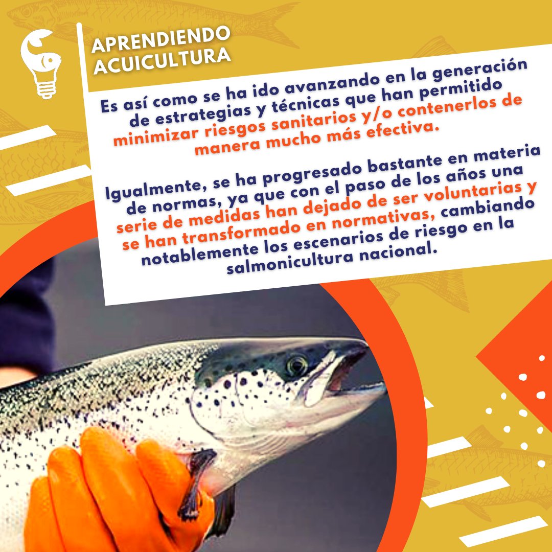abcsalmonicult2's tweet photo. ¿Sabías que la innovación ha sido fundamental para la evolución de las técnicas diagnósticas para la detección de enfermedades en peces?🧪🐟

Hoy te contamos sobre prevención y control de enfermedades. ¿Qué tipo de técnicas de diagnóstico se utilizan en la industria? ¡Lee aquí!👇 https://t.co/DWAWJqOiAz