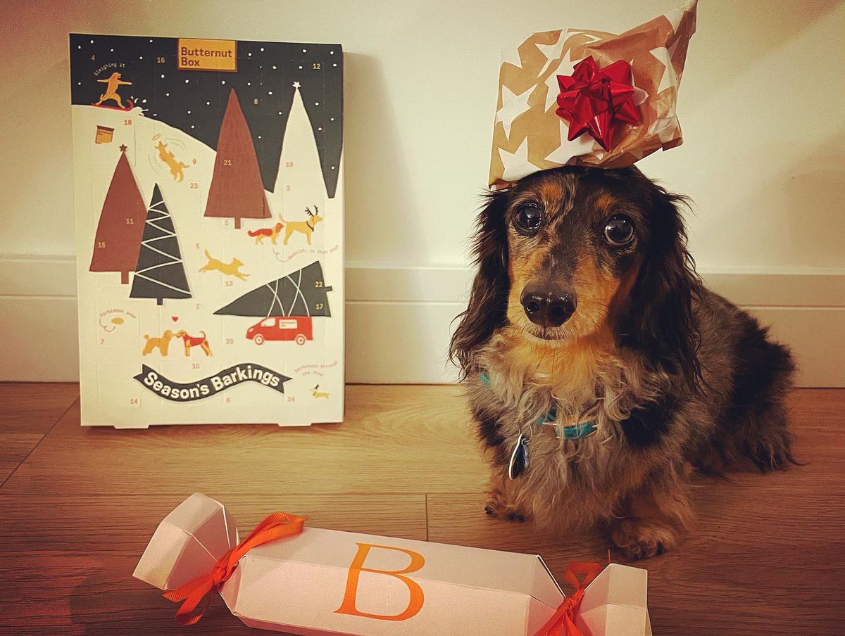 gemmyred's tweet photo. #day1: Rockin’
#headvent #rockinrobin #countdowntochristmas #adventbyb #seasonalsausage #butternutboxbribery #sleighingit #seasonsbarkings #daschundthroughthesnow #justmeandb #itsthelittlethings #sausagestyle #balancingb #girlgotskillz https://t.co/6PZacmSSv4