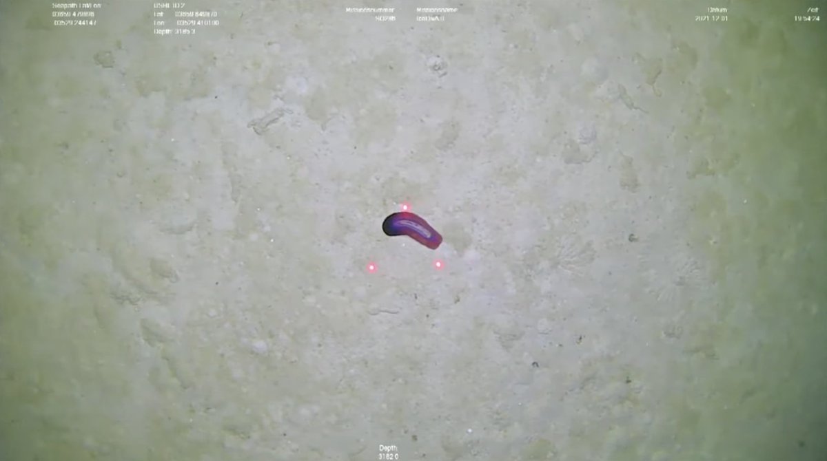 This present dive at the abyssal plain has large patches of several holothurians (several also in one frame)... Why? Maybe it is the season for finding partners for them? Maybe they exchange gossip? We also see traces og them (and poop from them..) (join us - we are still live!)