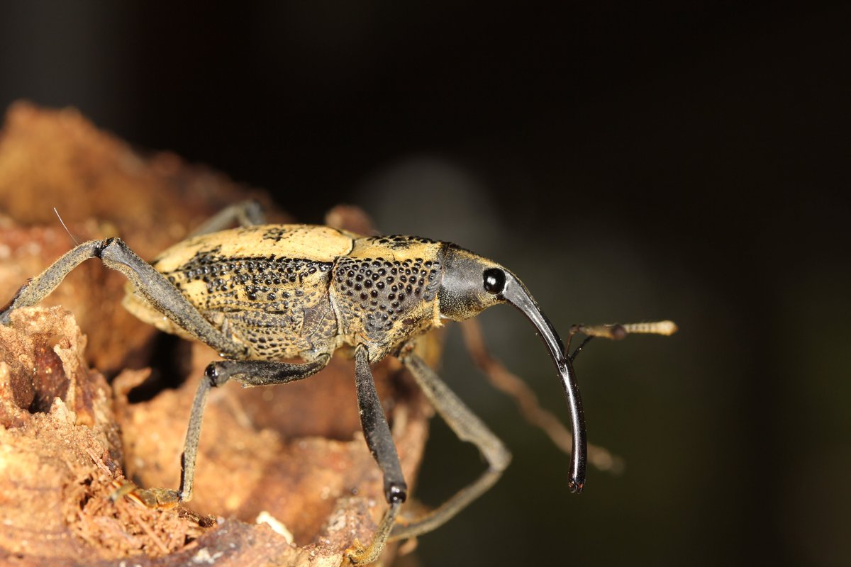 DrRossPiper's tweet photo. Another humdinger of a weevil, indeed one of the biggest I've ever seen. 

In 4 visits to @ACA_DC Los Amigos, Peru with @Clocks_n_crabs and @ibers_aber I've only ever seen 1 of these

The larvae develop in bamboo internodes and are cannibalistic.

Rhinastus latisternus https://t.co/IOF5ZuCXK7
