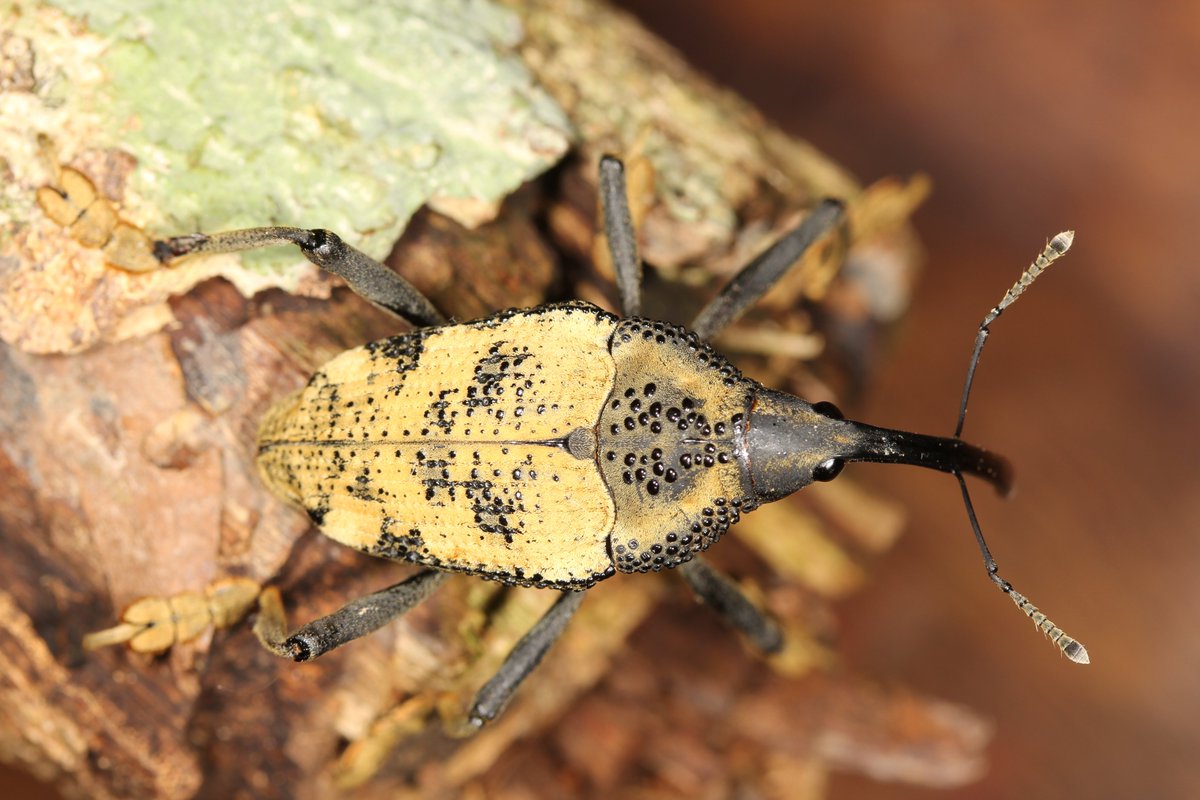 DrRossPiper's tweet photo. Another humdinger of a weevil, indeed one of the biggest I've ever seen. 

In 4 visits to @ACA_DC Los Amigos, Peru with @Clocks_n_crabs and @ibers_aber I've only ever seen 1 of these

The larvae develop in bamboo internodes and are cannibalistic.

Rhinastus latisternus https://t.co/IOF5ZuCXK7
