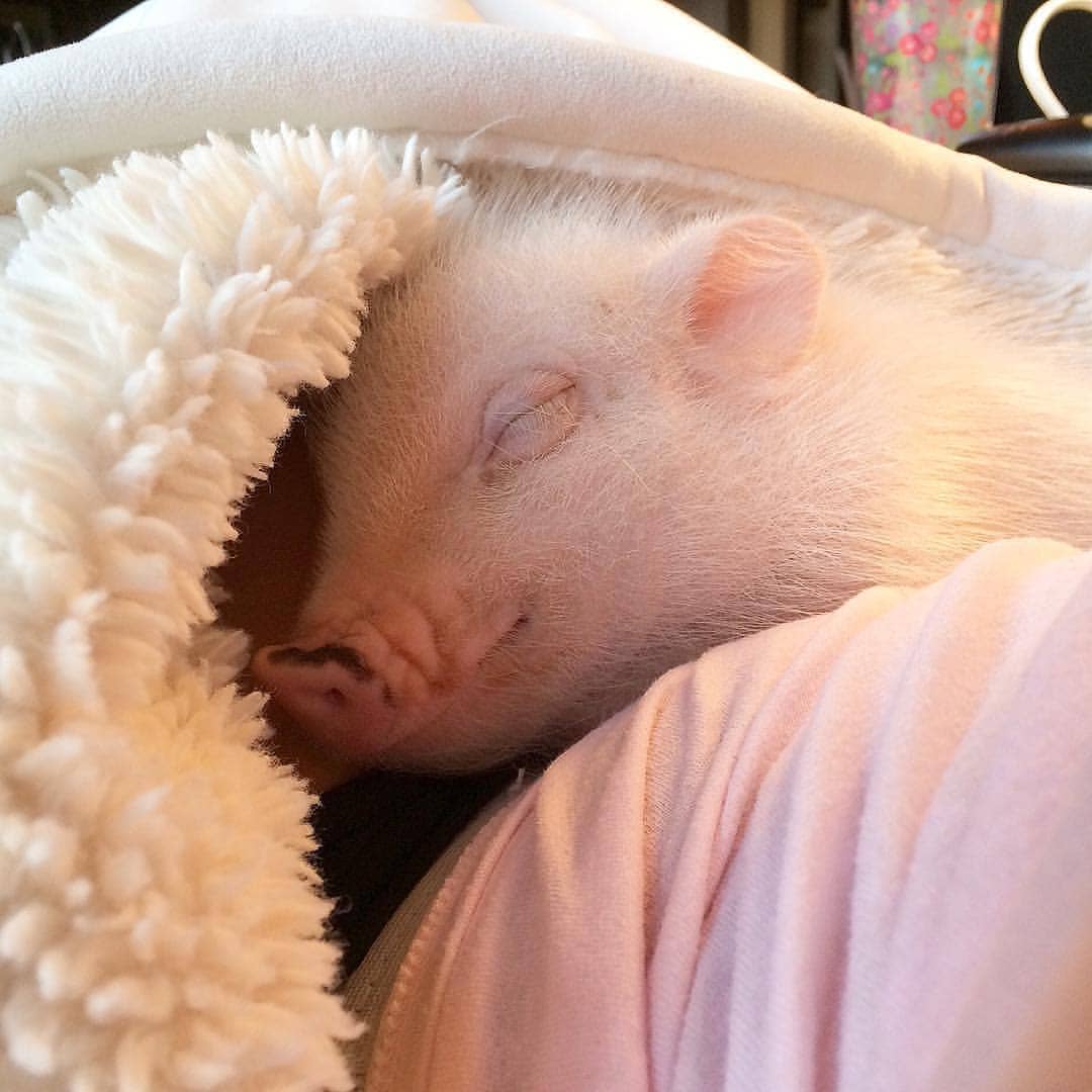 PigsWorld2's tweet photo. Pig 💕
For all Pig lovers
If you like it pls support with ❤

#Pig https://t.co/m5kKZsMI7f