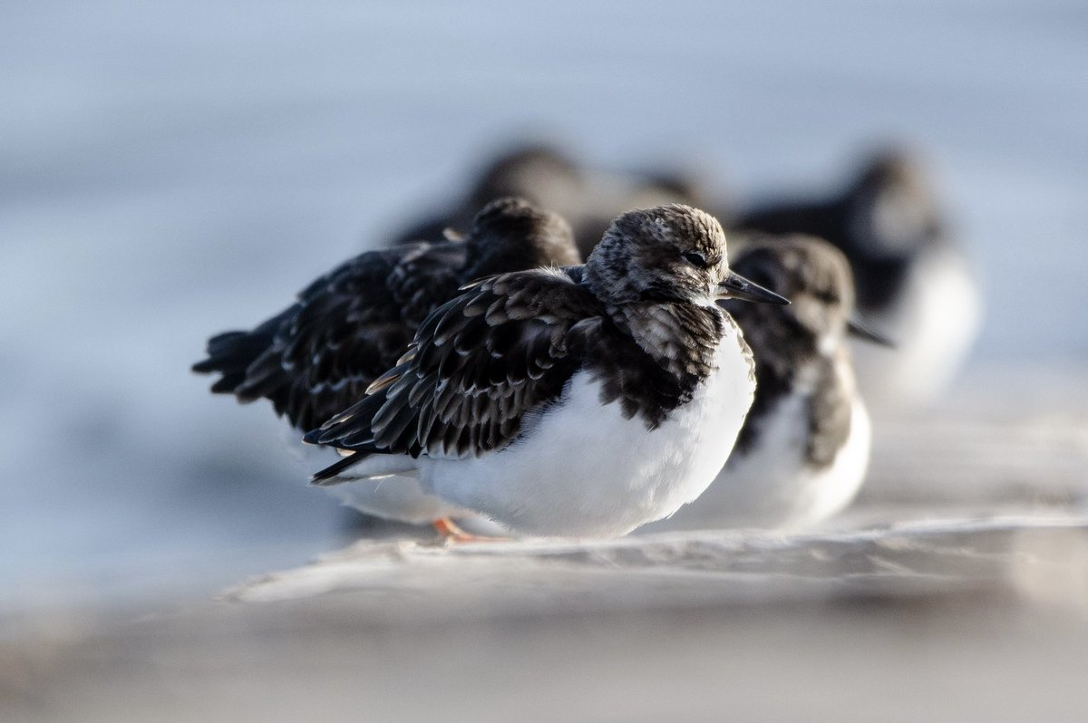 KSBNewHouse's tweet photo. Well done Dimitri on winning the Great Solent Birdwatch Photography Competition – Junior Category. The panel felt Dimitri’s photograph of turnstones at Lepe Beach captured the beauty &amp; unique quality of birdlife on the Solent coast 🦆👏 @KingsBruton @KSBArtDept @BirdAwareSolent https://t.co/5fJrAFKbdQ