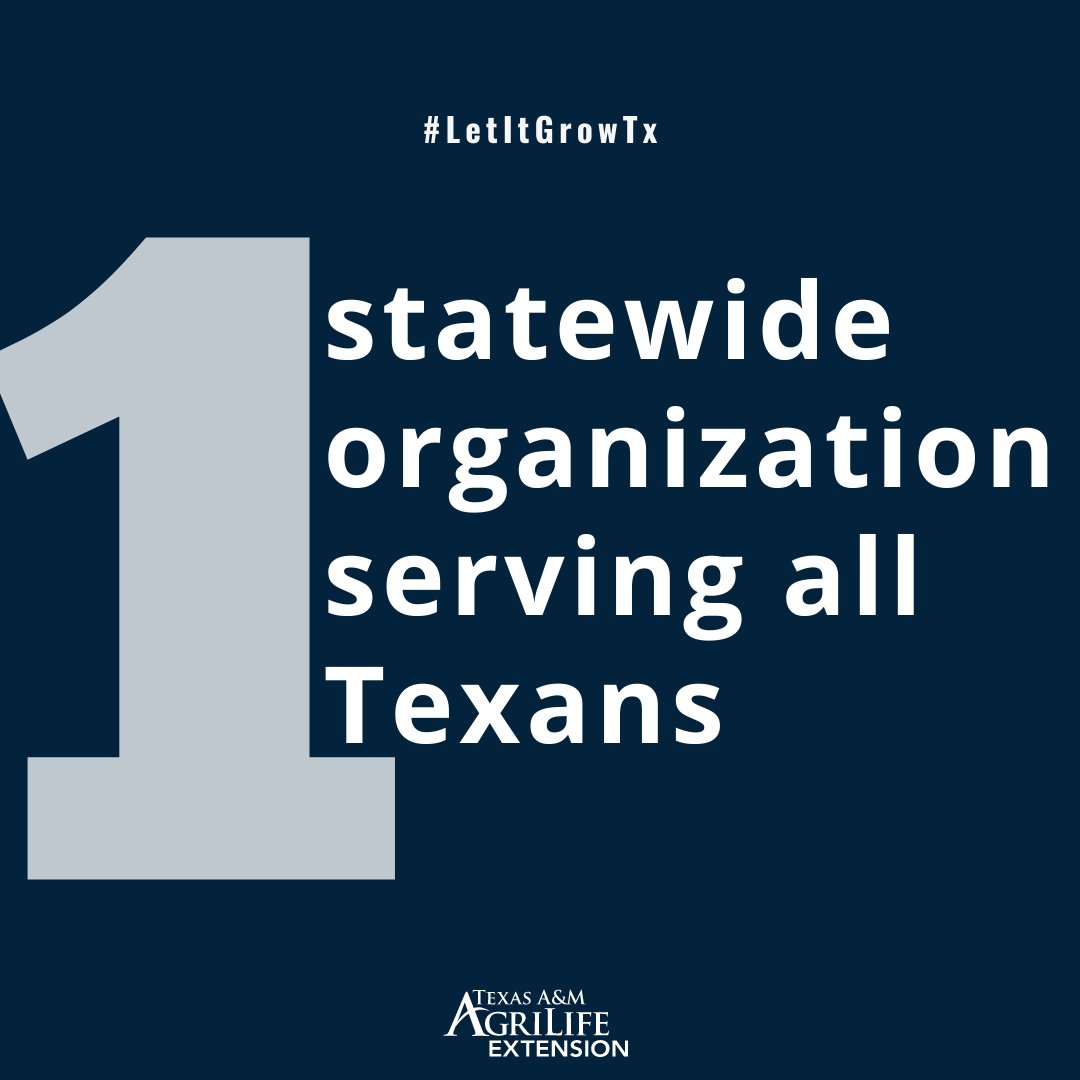txextension's tweet photo. For over 100 years, #AgriLifeExtension has strived to serve all Texans. Our experts, staff and agents across Texas carry out our land-grant mission and provide #innovativesolutions. 

With offices in 250 counties, we strive to embody the spirit of giving and growing! #LetItGrowTx https://t.co/ZvQvf97YCI
