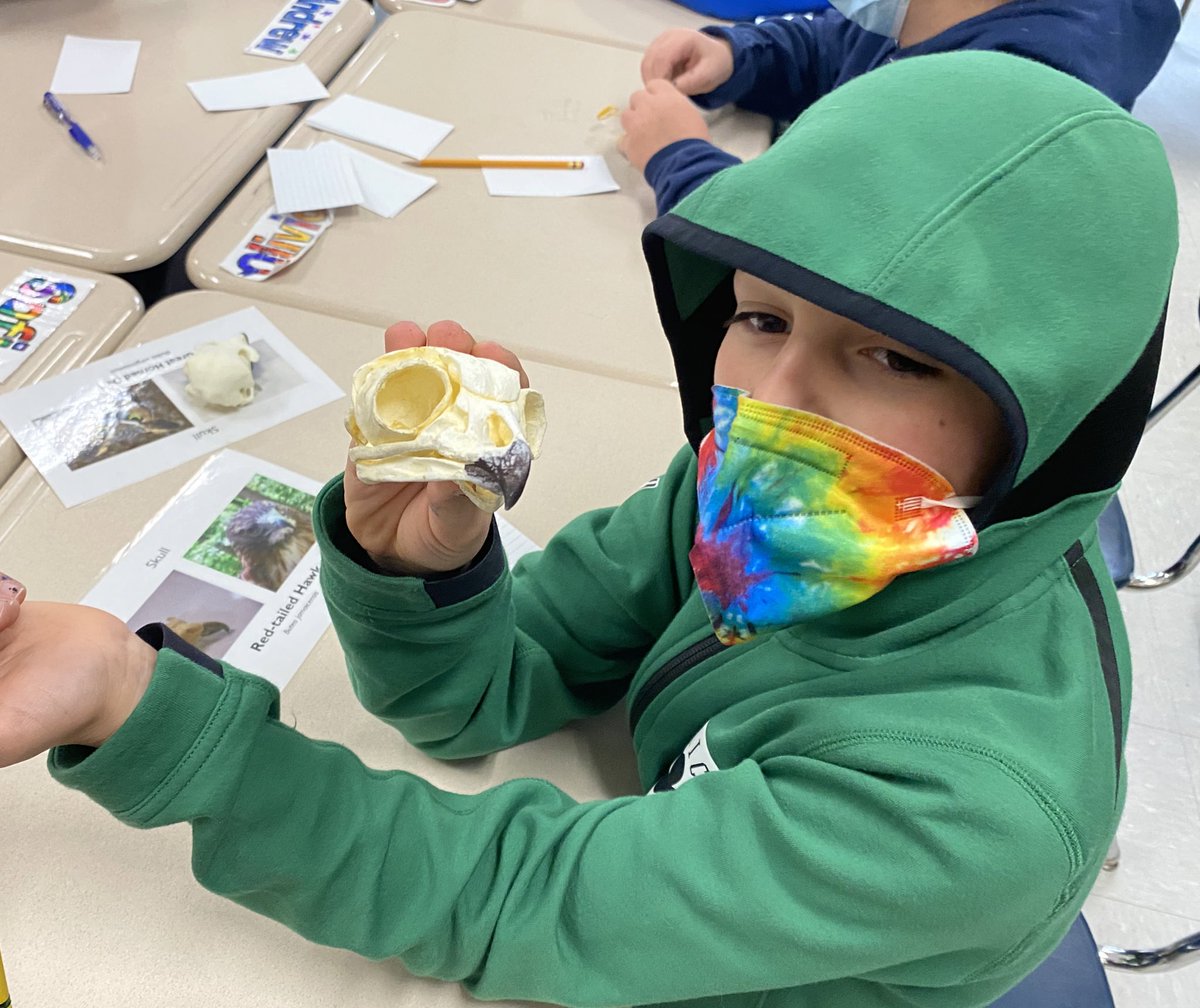 Today we learned a ton about birds of prey as we explored skull, feet and wing samples with naturalists from the Blue Hills Trailside Museum. <a href="/MassAudubon/">Mass Audubon</a>