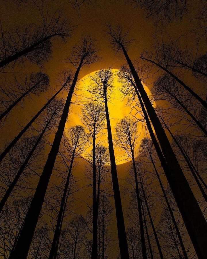 KatanaHugo's tweet photo. Goodnight my dear friends !
#photos #photography #night #moonlight https://t.co/4Pg9dYKJYU